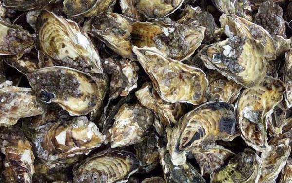 生蚝怎么保存最新鲜?