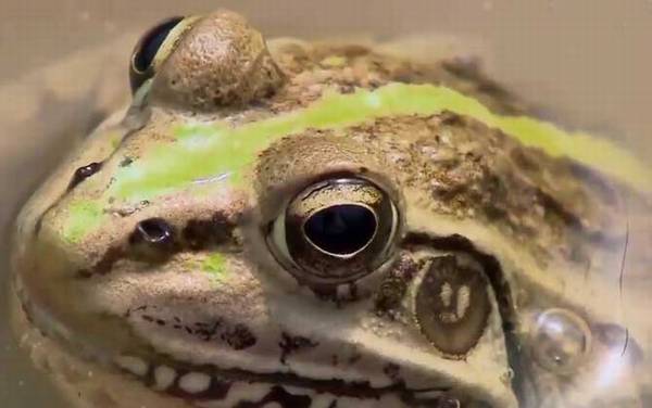 青蛙是什么动物?