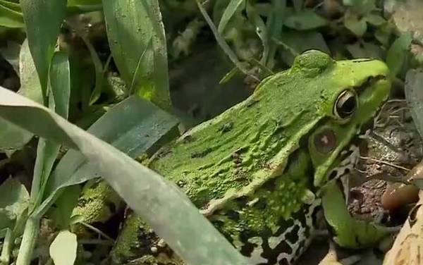 青蛙是什么动物?