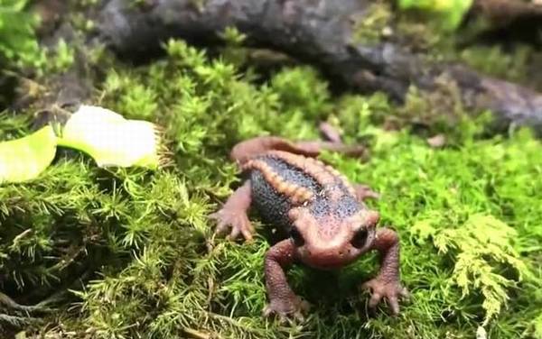 蝾螈是什么动物?