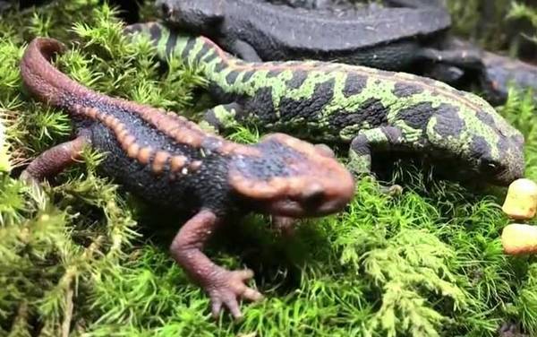 蝾螈是什么动物?