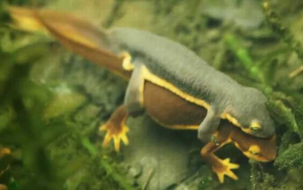 蝾螈是什么动物?