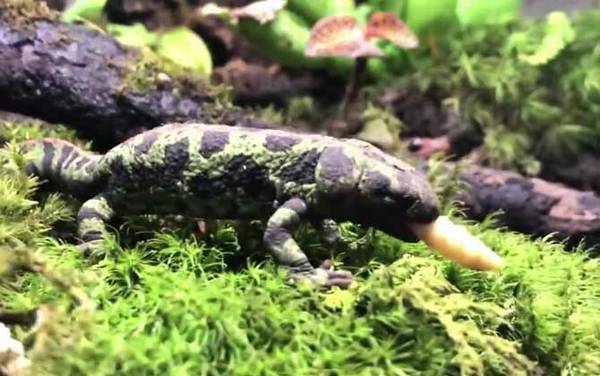 蝾螈是什么动物?