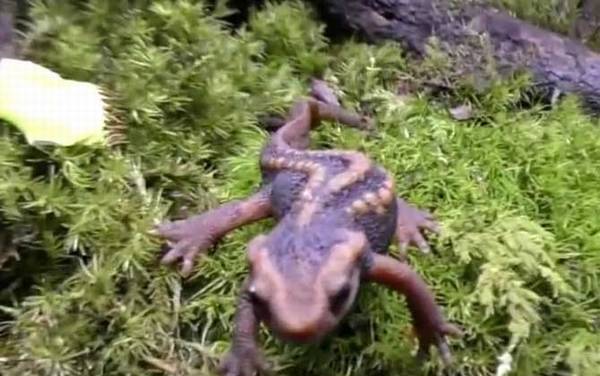 蝾螈吃什么食物?