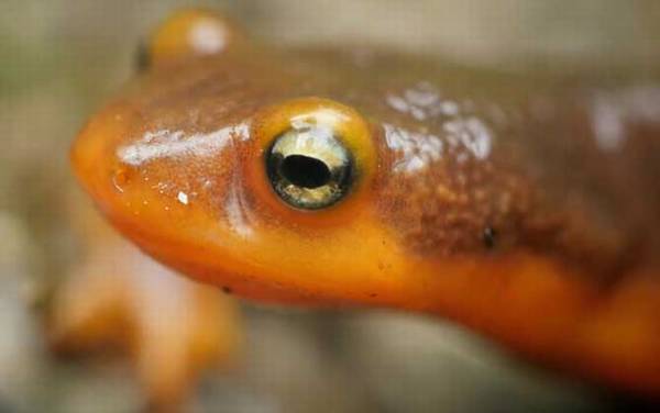 蝾螈毒素和河豚毒素一样吗?