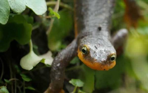 蝾螈毒素和河豚毒素一样吗?