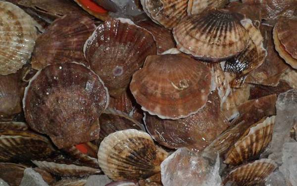 扇贝是什么东西?