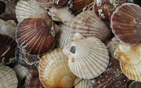 扇贝是什么东西?