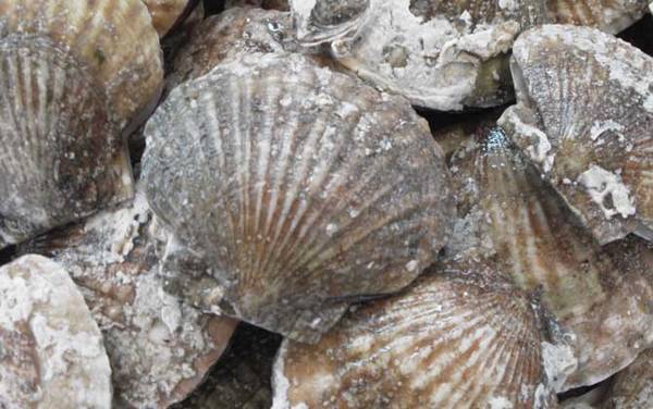 扇贝价格多少钱一斤?