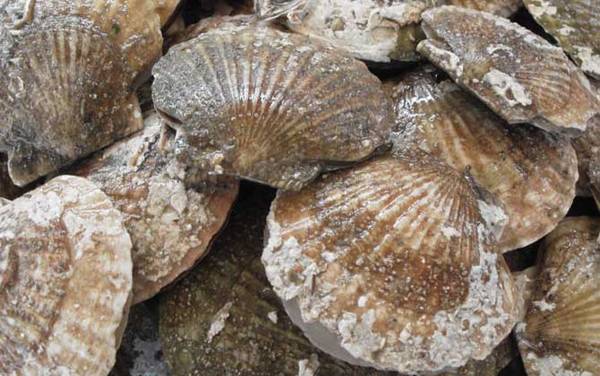 扇贝价格多少钱一斤?