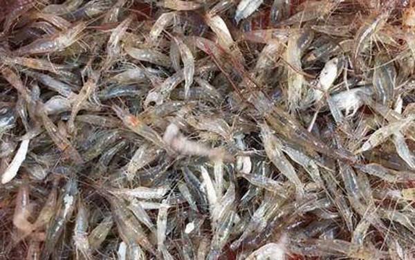 虾怎么处理干净?