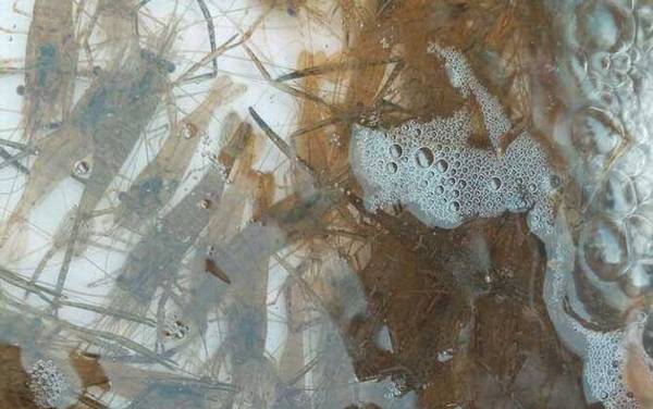 虾怎么处理干净?