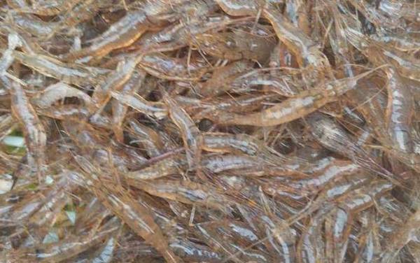 虾怎么处理干净?