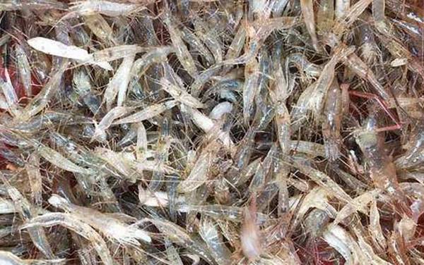 虾怎么处理干净?