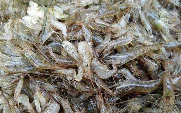 虾怎么处理干净?