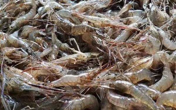 孕妇可以吃虾吗?