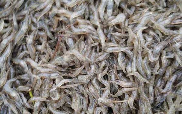 虾头变黑是怎么回事?