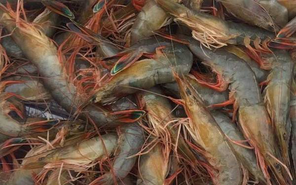 虾头变黑是怎么回事?