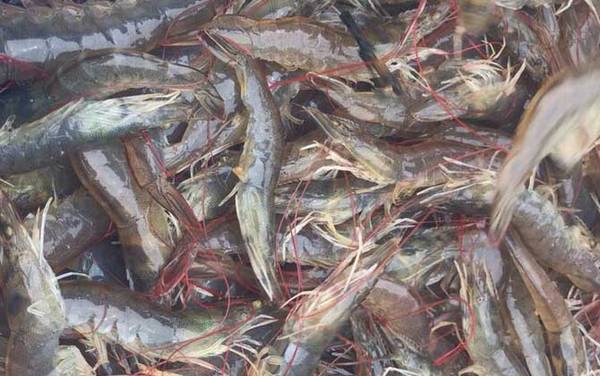 虾头变黑是怎么回事?