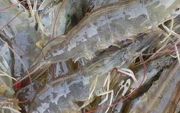 虾头变黑是怎么回事?