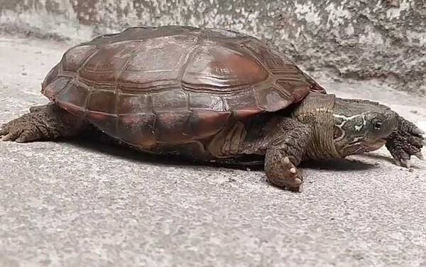 中华草龟是保护动物吗?