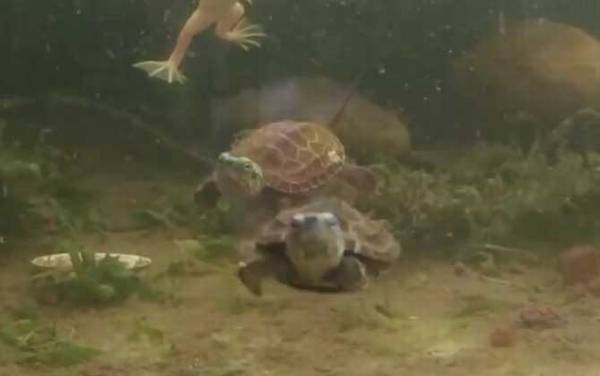 中华草龟是保护动物吗?