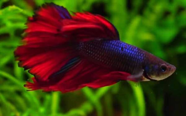 斗鱼吃什么食物?