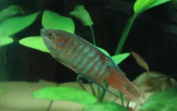 斗鱼吃什么食物?