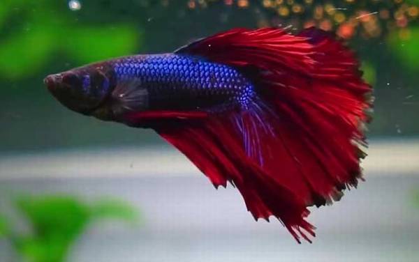 斗鱼吃什么食物?