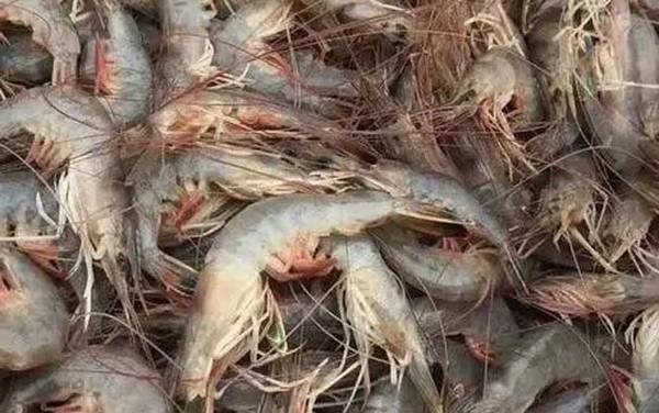 对虾价格多少钱一斤?