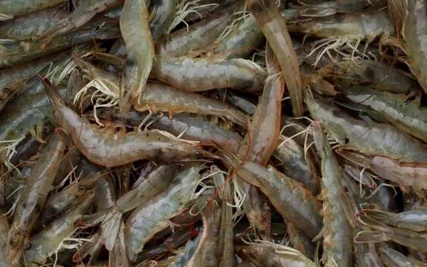 对虾价格多少钱一斤?