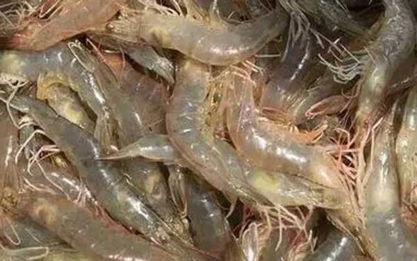 对虾价格多少钱一斤?