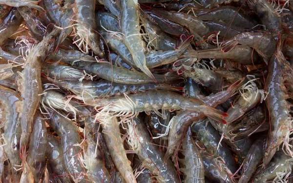 对虾价格多少钱一斤?