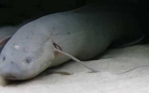 杜兹肺鱼是什么鱼?