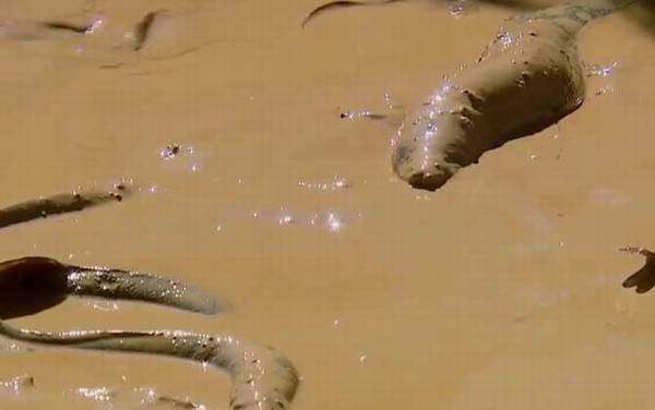 杜兹肺鱼是什么鱼?