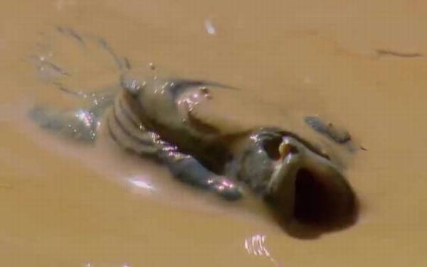 杜兹肺鱼是什么鱼?