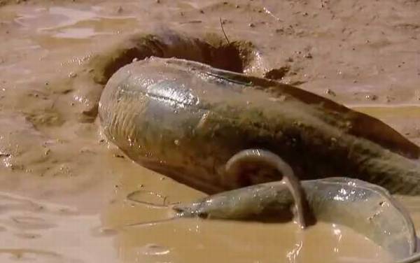 杜兹肺鱼是什么鱼?