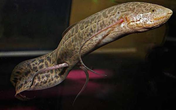 维多利亚肺鱼是什么鱼?