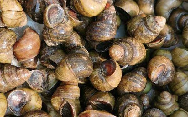 螺蛳是什么动物?