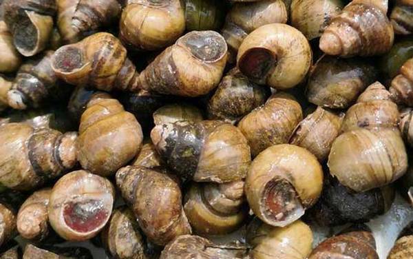 螺蛳是什么动物?