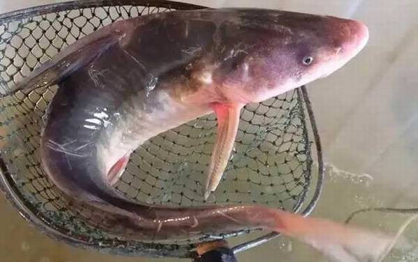 江团鱼又叫什么鱼?