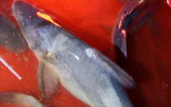 江团鱼是不是就是鲶鱼?