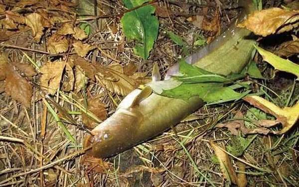 江团鱼是不是就是鲶鱼?