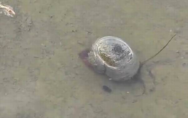 福寿螺是什么螺?