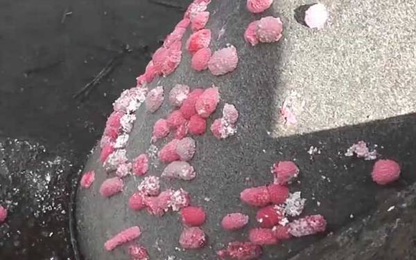 福寿螺卵是什么样子的?