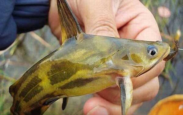 嘎鱼是什么鱼?