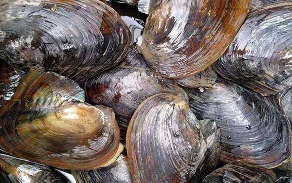 河蚌能吃吗?