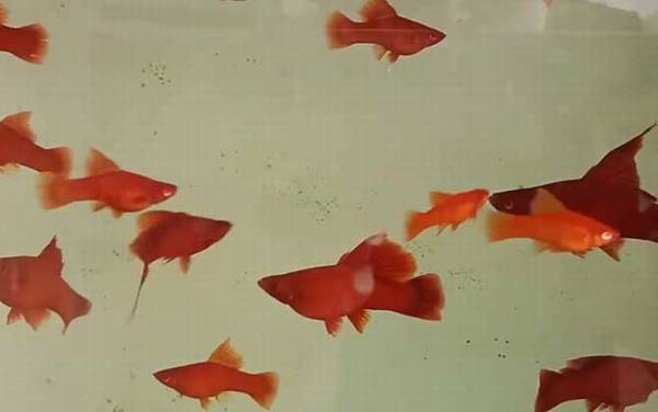 红箭鱼是什么鱼?