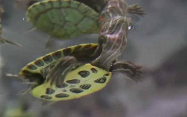 巴西龟可以干养吗?