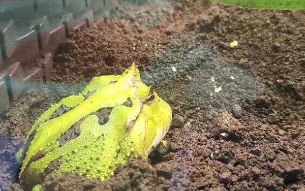 霸王角蛙是什么蛙?